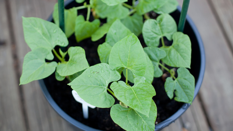 Pole beans growing in a pot
