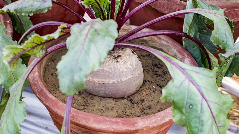 Beets growing in a pot