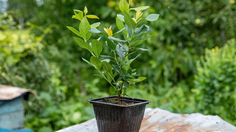Blueberry seedling growing in a pot