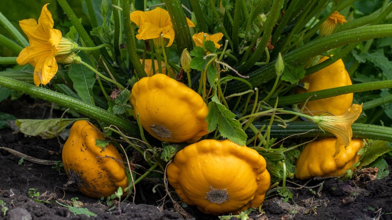 Bush squash in growth