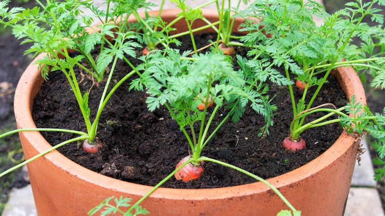 Carrot plants growing in a pot