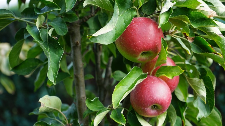 Fruits growing on columnar apple tree