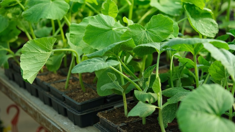 Young cucumber seedlings growing in trays