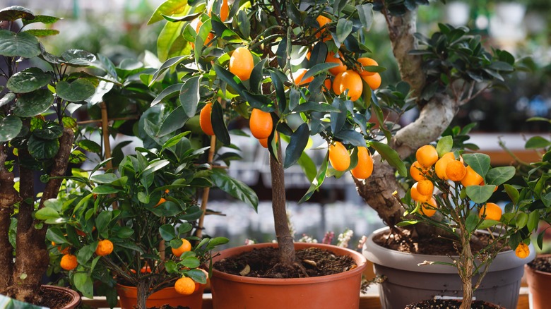 Dwarf citrus trees in pots