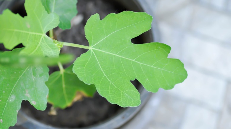Fig plant in a pot