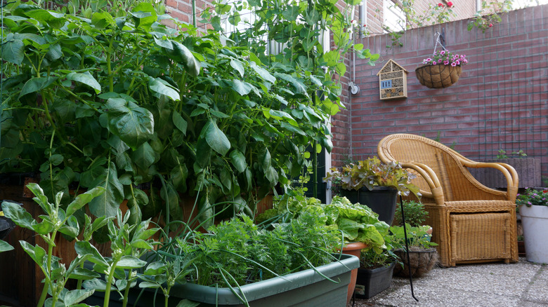 Vegetable garden on a small patio