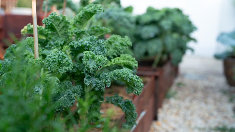 Kale growing in a pot
