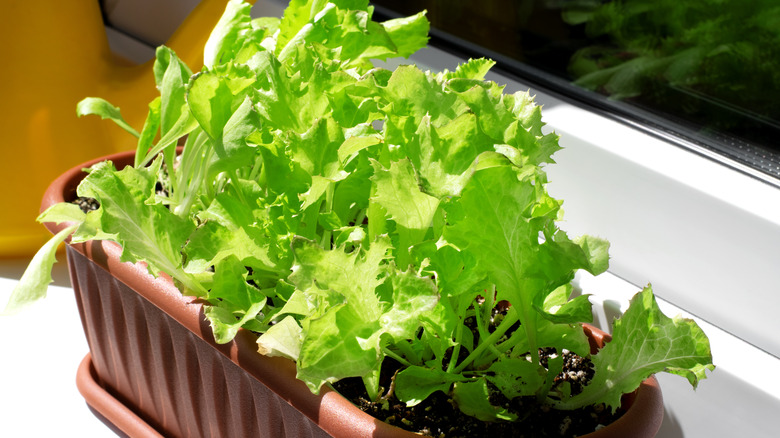 Lettuce plant growing in a pot