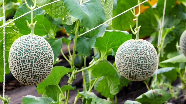 Melon fruits growing on vine