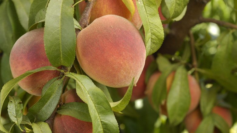 Ripe peach fruits growing on a tree