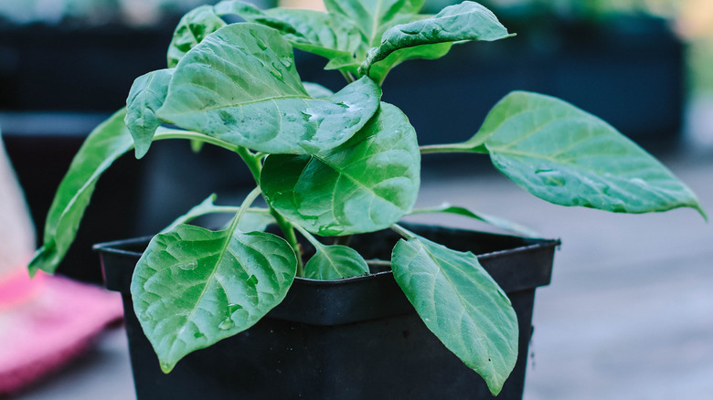 Pepper seedling growing in a pot