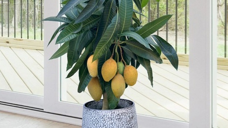 'Pickering' mango in a pot with ripe fruits