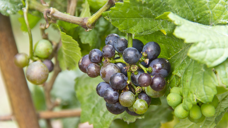 Ripe and unripe Pixie grapes