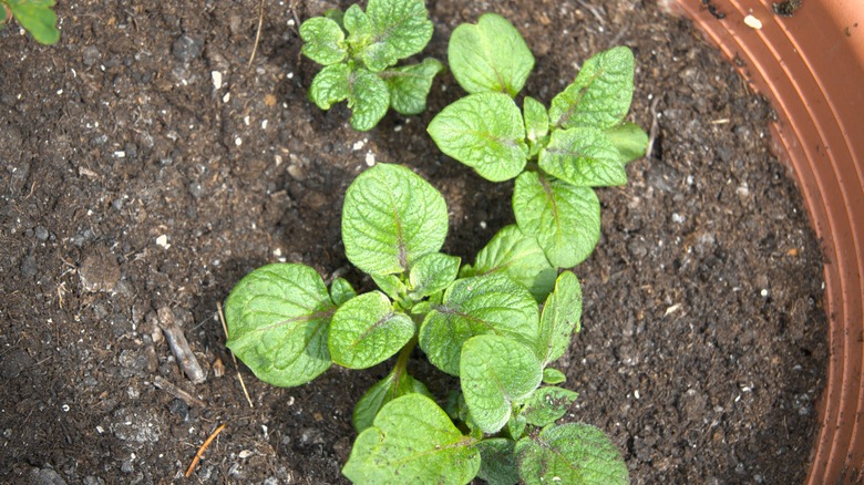 Young potato plant growing in a pot