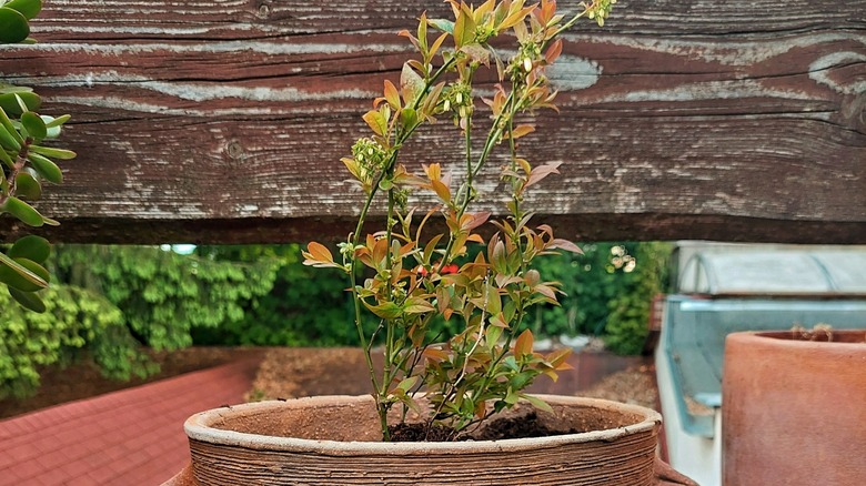 Raspberry plant growing in a large pot