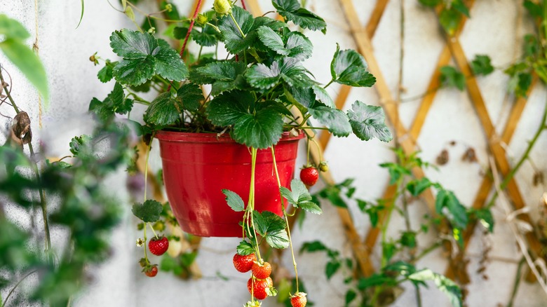 Strawberries growing in a hanging pot