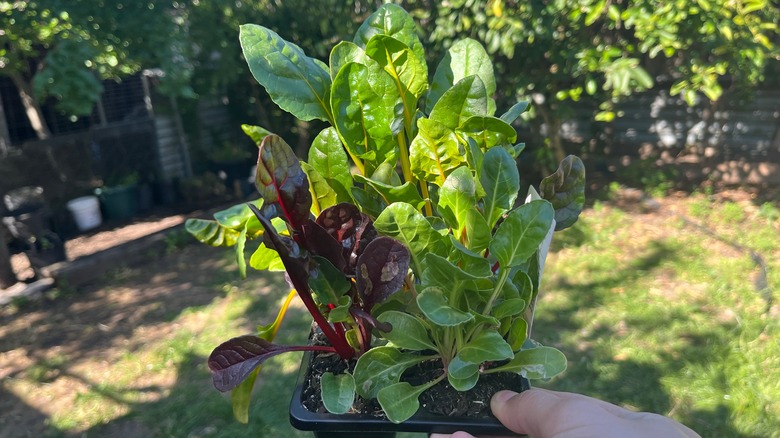 Young Swiss chard plant in a tray
