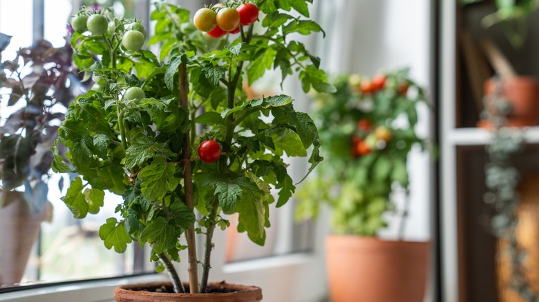 Tomato plant in pot indoors