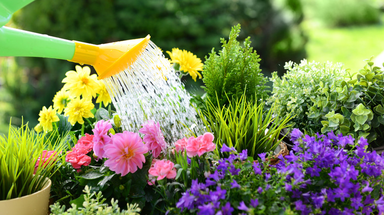 Watering flowers in garden