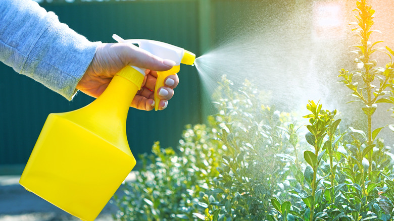 Someone spraying insecticide from a yellow spray bottle