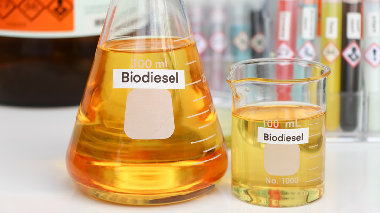 Science beakers with oil in them and a label that says biodiesel