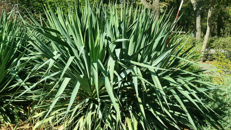 Adam's needle growing in a garden