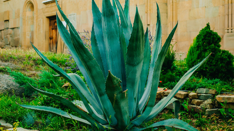Dark green fronds of a grown agave plant