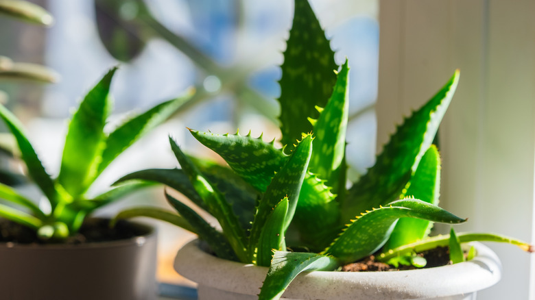 Aloe vera plant growing in a small white pot