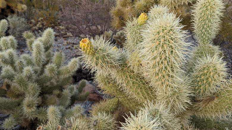 Flowers blooming on cholla cactus in a desert region
