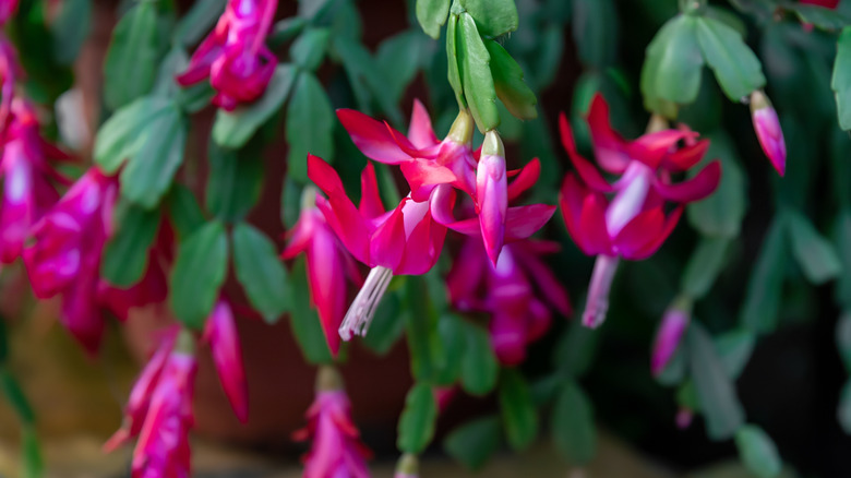 Pink blooms spilling out of a pot containing Christmas cactus