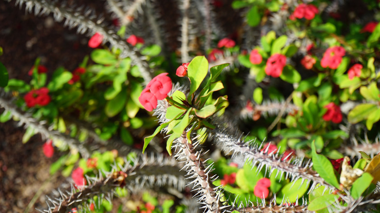 Red flowers of crown of thorns in bloom