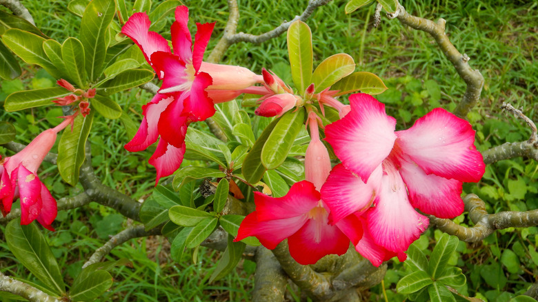 Pink and white blooming flowers of desert rose