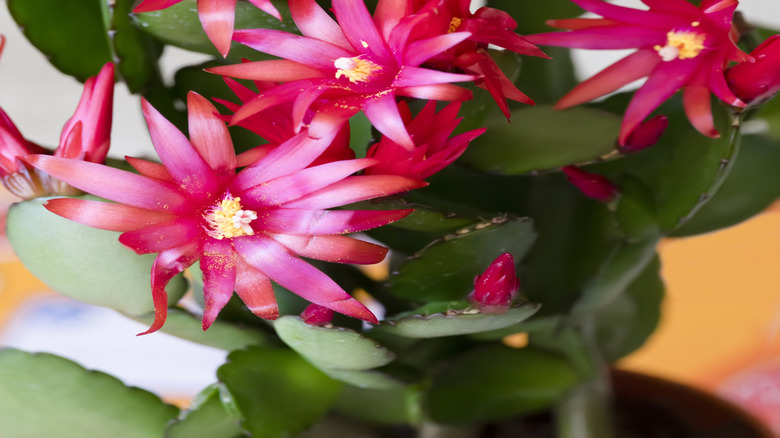 Red blooming flowers of Easter cactus