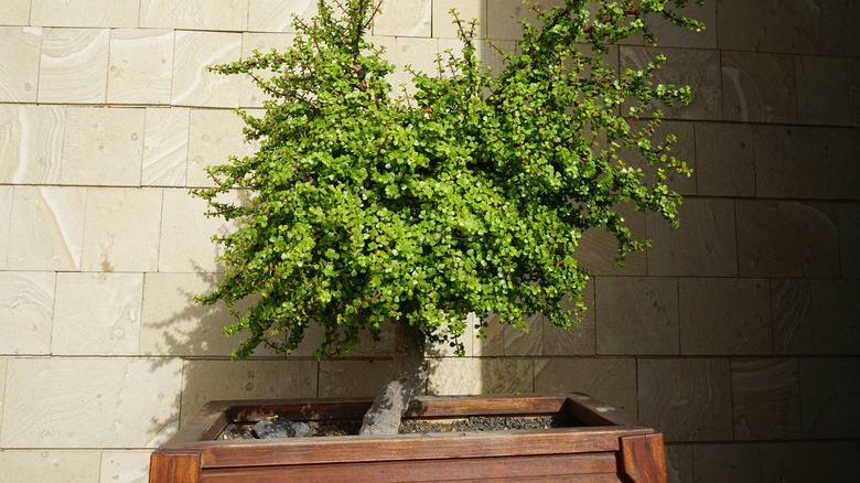 Elephant Bush growing out a floating flower box