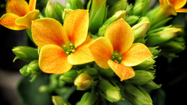 Yellow flowers blooming on florist kalanchoe