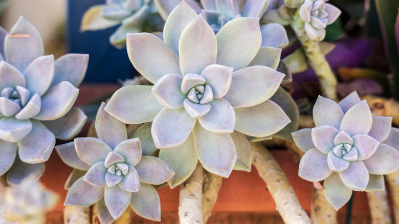 Pale leaves of the ghost plant