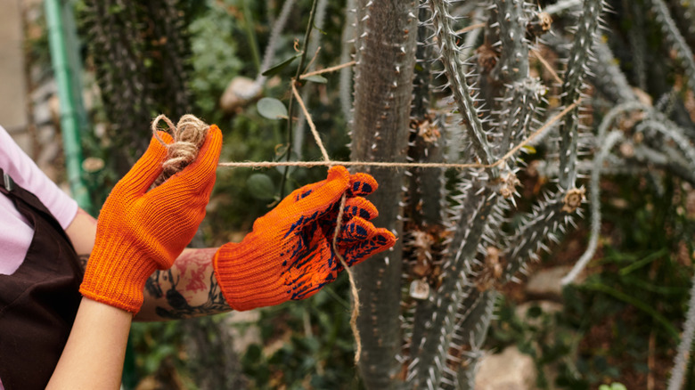 Woman pruning a large cactus plant using a roll of jute twine