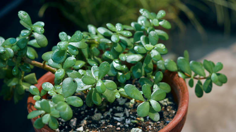 Small green leaves of a jade plant growing in a container