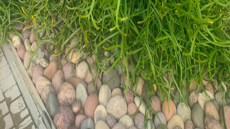 Pencil cactus growing in a garden