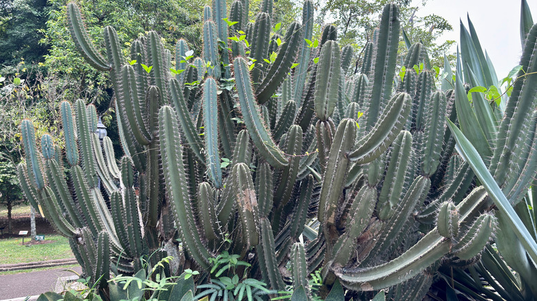 Peruvian Apple cactus in a clump receiving sunlight