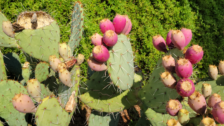 Bright pink fruits of a prickly pear cactus
