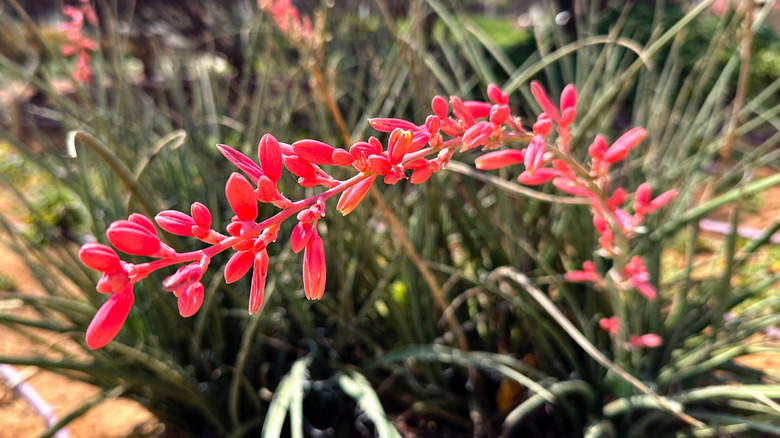 Bright flowers of red yucca in bloom