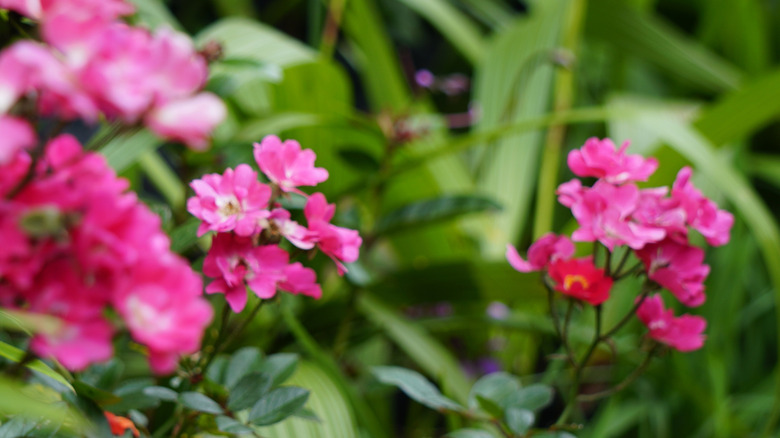 Pink flowers of rose cactus in bloom