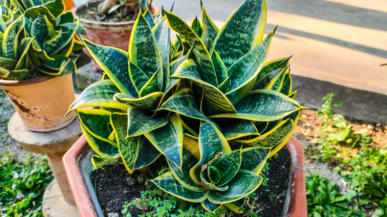 Snake plant growing in a container outdoors