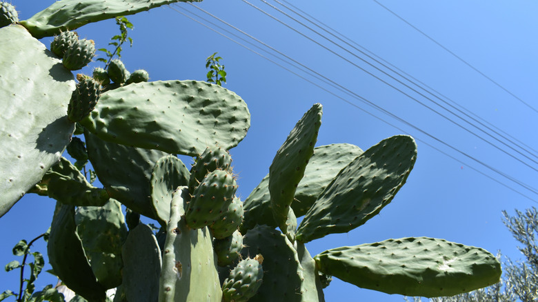 Spineless prickly pear against a bright blue sky