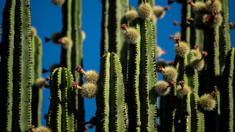 Fruits on the spiny buds of a stenocereus plant