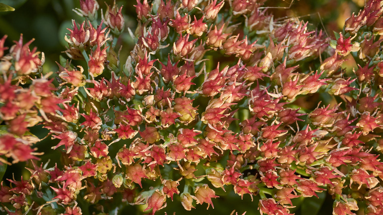 Close-up of tiny red flowers of stonecrop
