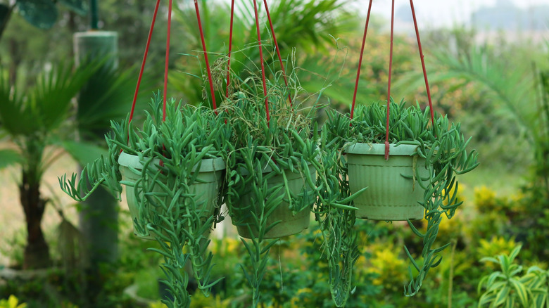String of bananas hanging from three plastic pots