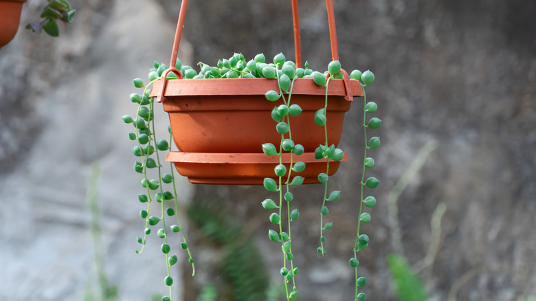 String of pearls spilling out of a hanging pot
