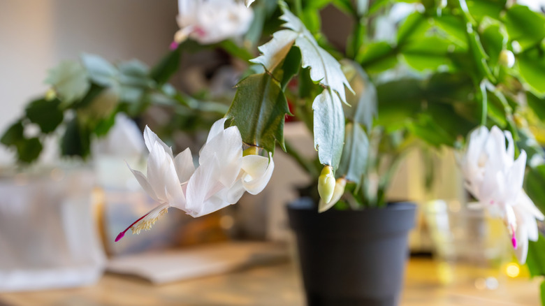 White flowers of Thanksgiving cactus in bloom